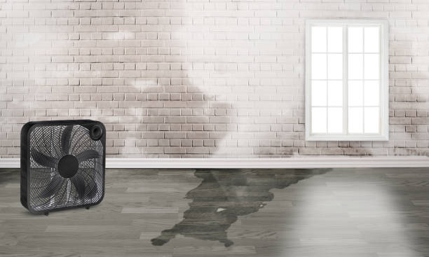 Best Water damage restoration mold remediation  in Fruita, CO