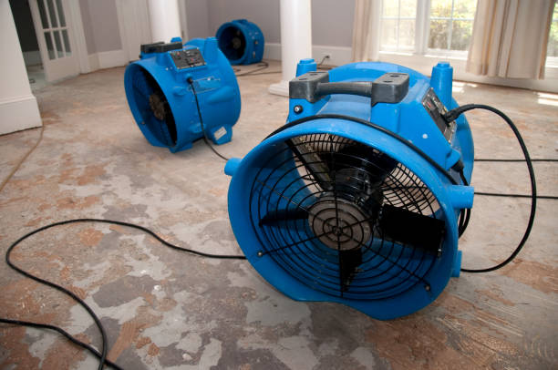 Best Basement water damage restoration  in Fruita, CO