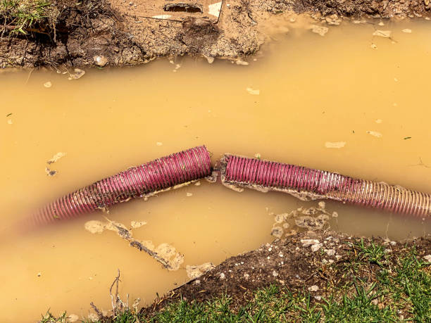 Best Flood damage cleanup  in Fruita, CO