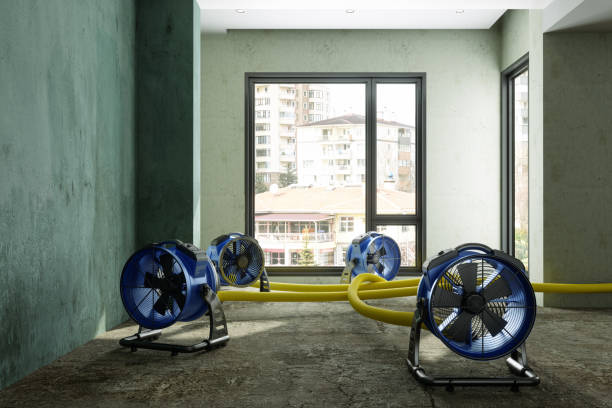Best Local water damage restoration  in Fruita, CO